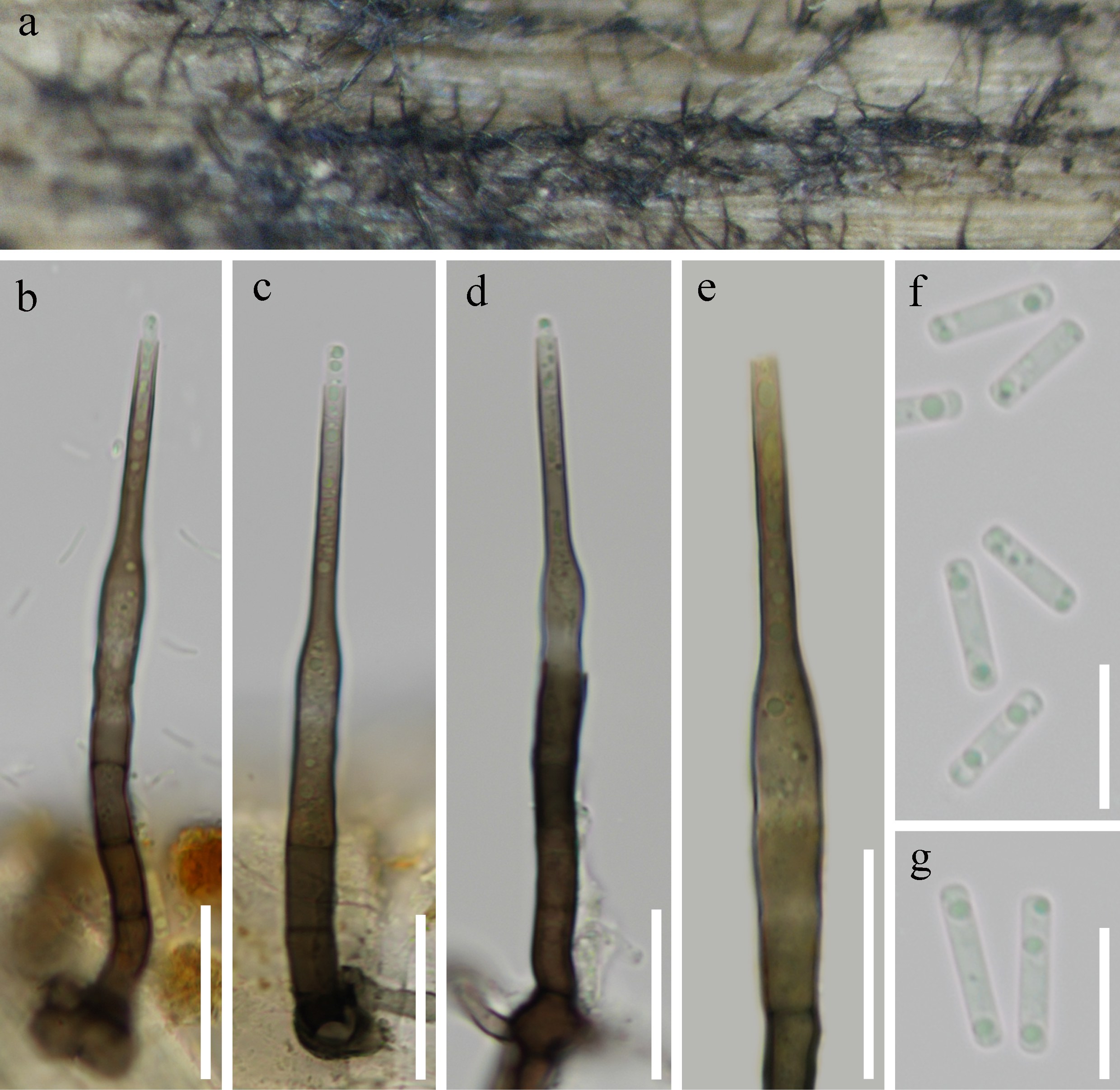 Figure 30